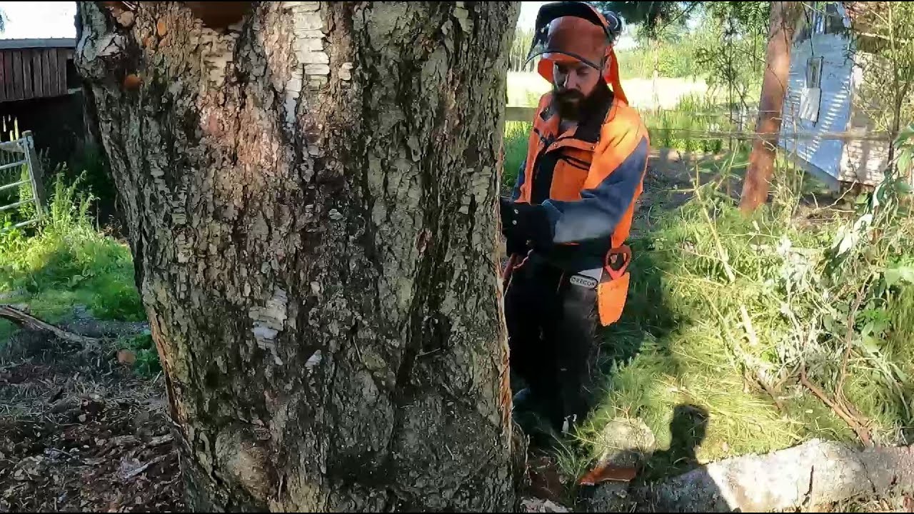 Lahon koivun kaato, ympärysmitta +3m