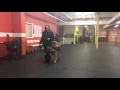 Training | Jake's go home session | Solid K9 Training Dog Training Training | Jake's go home session | Solid K9 Training Dog Training