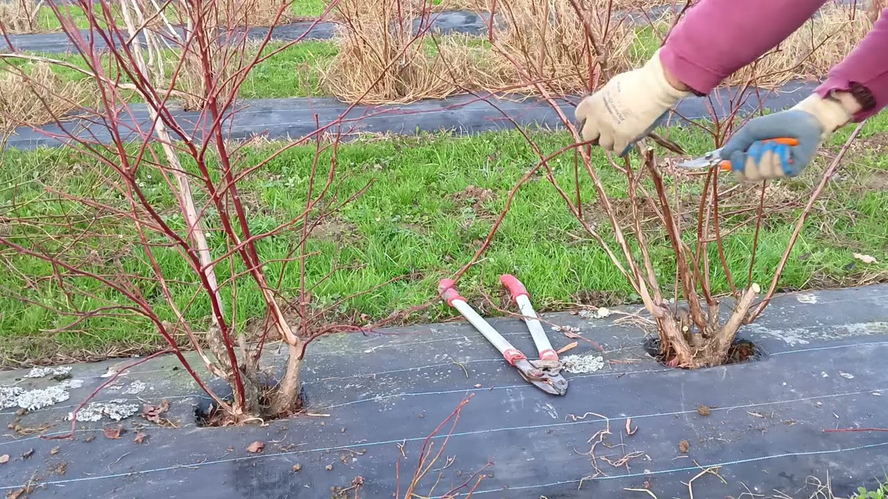 Poda del arándano Ozarkblue. Ozarkblue blueberry pruning.