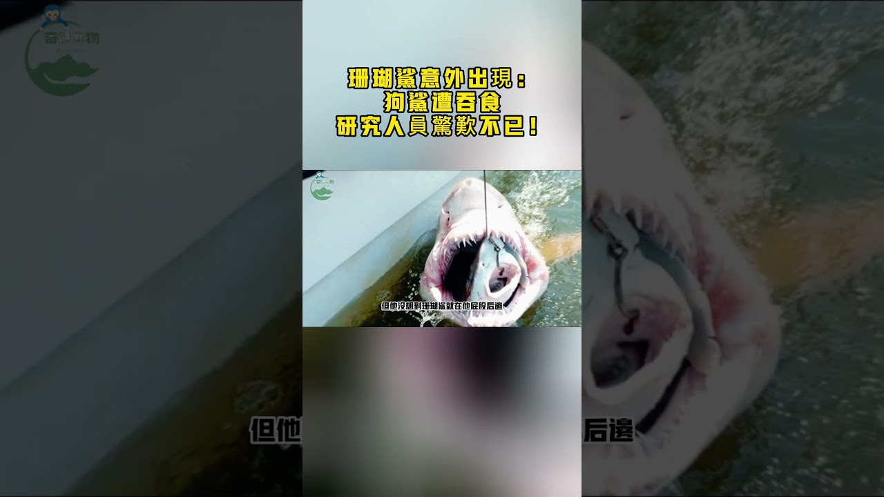 珊瑚鲨意外出現：狗鲨遭吞食，研究人員驚歎不已！