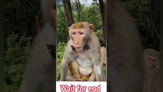 Monkey Wearing Sunglasses and Bow Tie Funny Monkey Video 😂 #monkeyshorts #funnymonkey #monkeylove