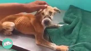 Dog’s Eyes Cry For Help As Her Mouth Is Taped Shut. Rescuers Step In! | Cuddle Buddies