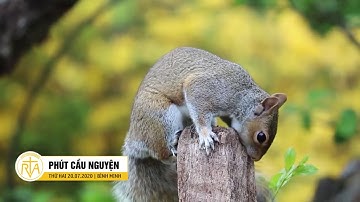 Phút Cầu Nguyện, Thứ Hai 20/07/2020: Bình An Đích Thực