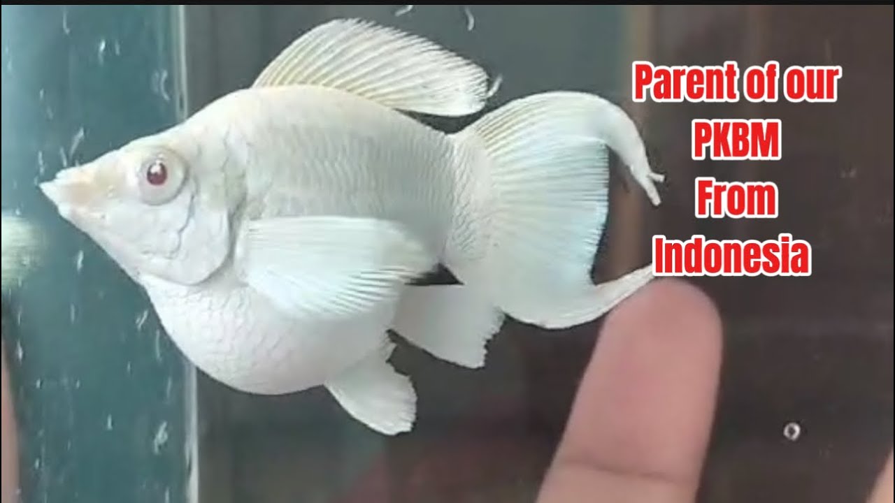 Update ng ating new fish import.