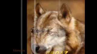 BiteFight Monsters.flv