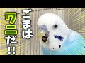 【お喋り】仲間の秘密を暴露してしまったインコ Budgie That Reveals Friend's Secret