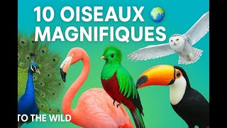 Les 10 Plus Beaux Oiseaux Du Monde  Into The Wild