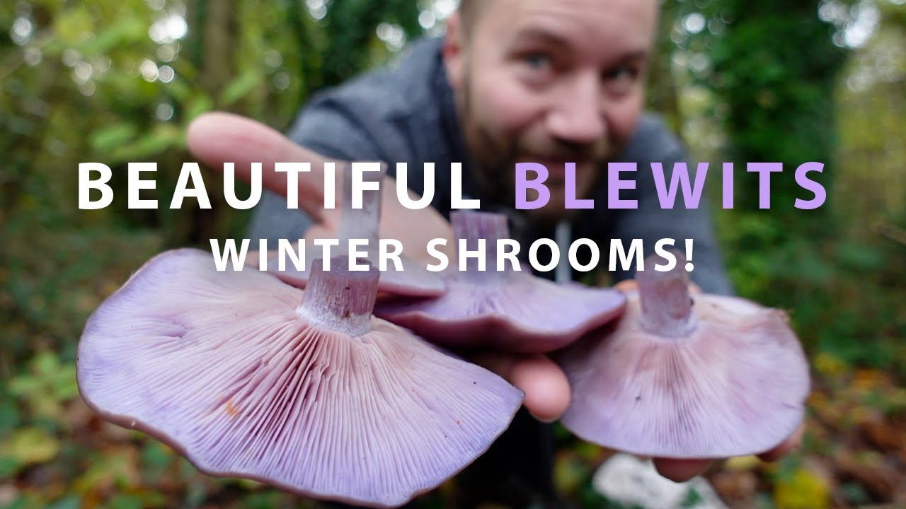 Зимние грибы Великобритании – древесные подберёзовики