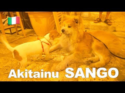 Akita dog ”SANGO" confused by an energetic Italian dog.