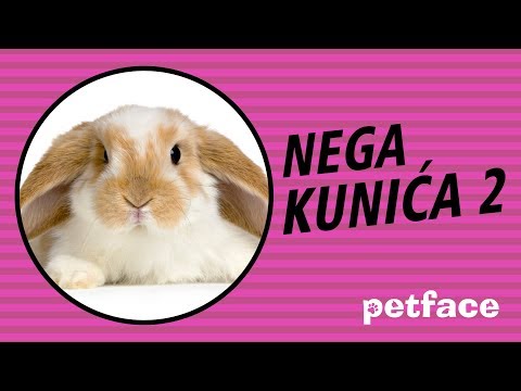 Video: Kako Hraniti Pigmejskog Zeca