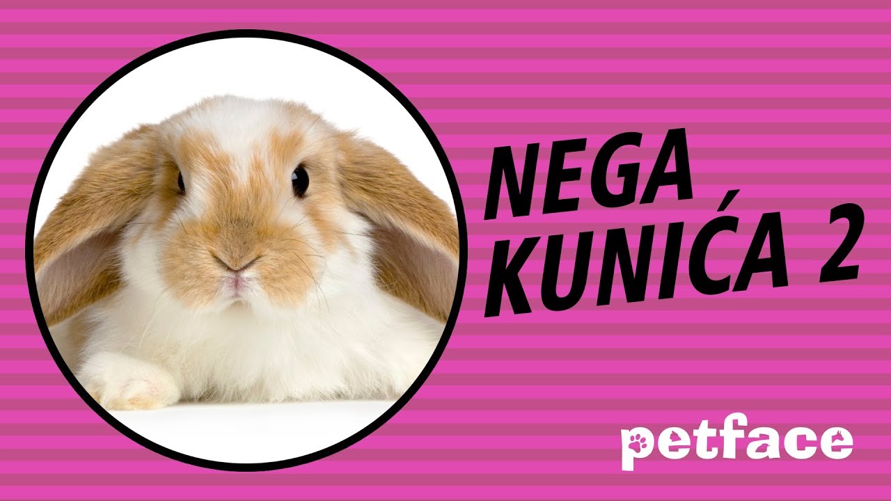 KAKO HRANITI KUNIĆA