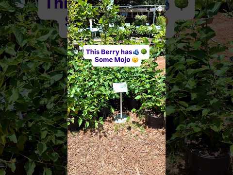 This Berry has Some Mojo #fruittrees #growyourownfood #gardening #containergardening #gardentips