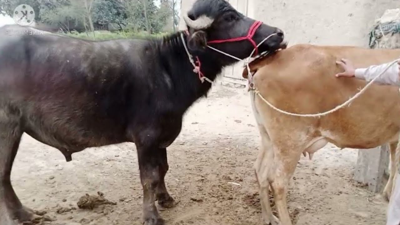 Cow and buffalo sex video