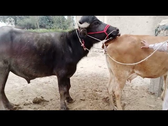 natural animal meeting|cow bull and buffalo|#hybridmating|#crossmeeting -  YouTube