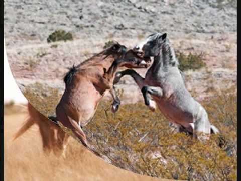 Wild Horses of New Mexico - YouTube