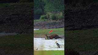 Crocodile का शिकार करने वाले Tiger का दर्दनाक अंत! 😢 #tiger #shorts