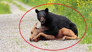 Медведь напал на лосёнка, но когда к ним приблизился автомобиль, побитое животное оказалось…