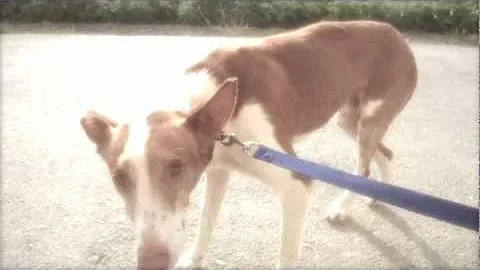 denzil - The podenco who wanted to love & be Loved