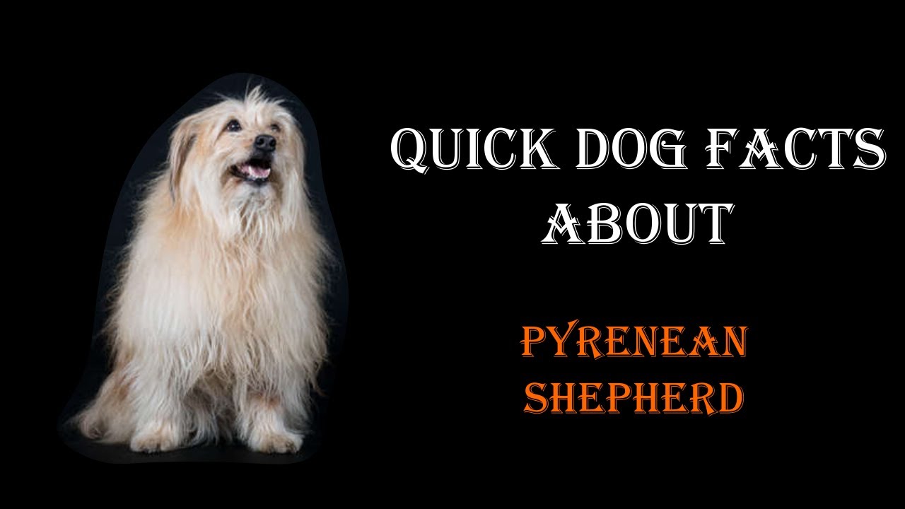 Quick Dog Facts About The Pyrenean Shepherd!