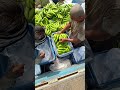 #india #banana #viralshort #farming #agriculture #lifeisbutadream #fruit #ekmotahathighumechala