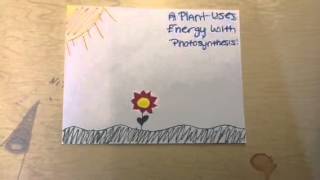 How Plants and Animals use Energy