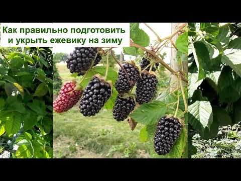 УКРЫТИЕ ЕЖЕВИКИ НА ЗИМУ в саду - КАК ПОДГОТОВИТЬ ЕЖЕВИКУ, ТОЧНО ПЕРЕЗИМУЕТ! Секреты, уход, утепление