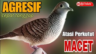 Perkutut Lokal Gacor | Suara Melung Jago Panggil Sekali Nutut Lgsg Respon💯‼️‼️