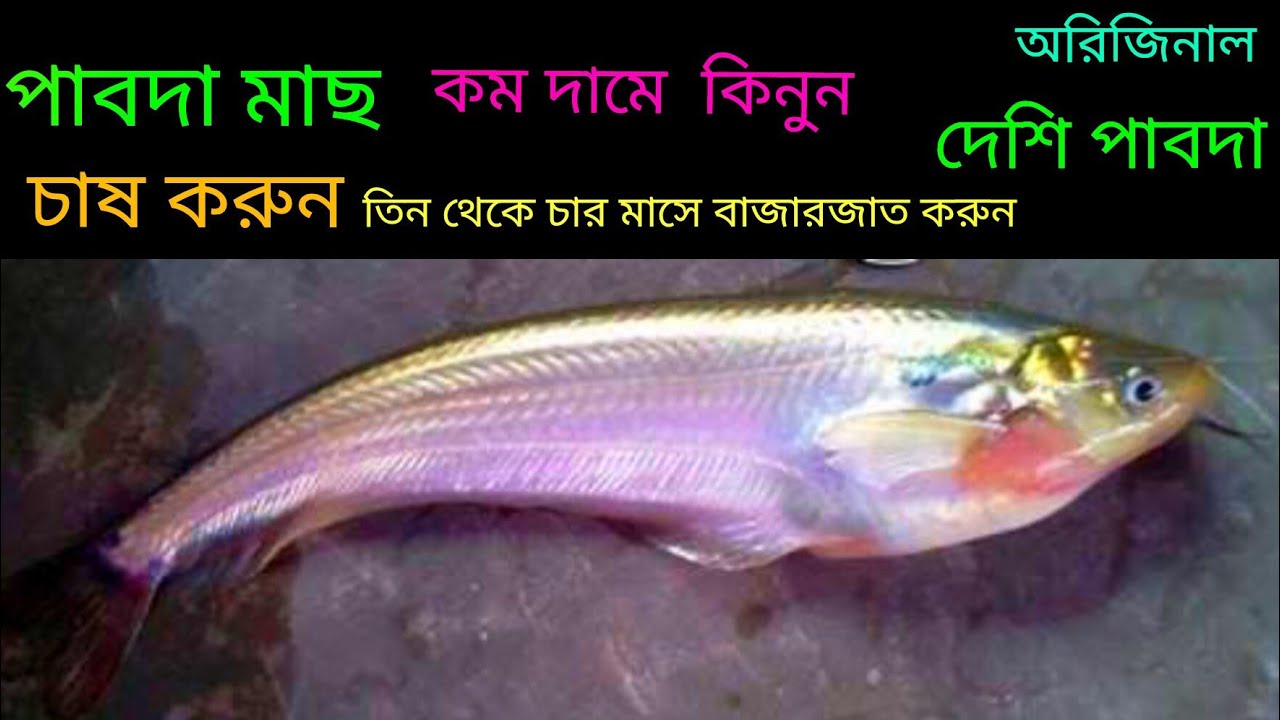 অরিজিনাল দেশি পাবদা মাছের পোনা কিনুন  মোবাইল ✆ 01771793800 imo WhatsApp 