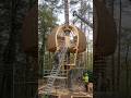 Luxury Forest Treehouse Transformation 🌲 From Bare Tree to Cozy Glass Dome Retreat #shorts