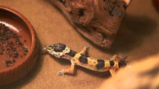 Baby Leopard Gecko Hunting - Feeding Live Crickets To Your Pet - MVI 7452