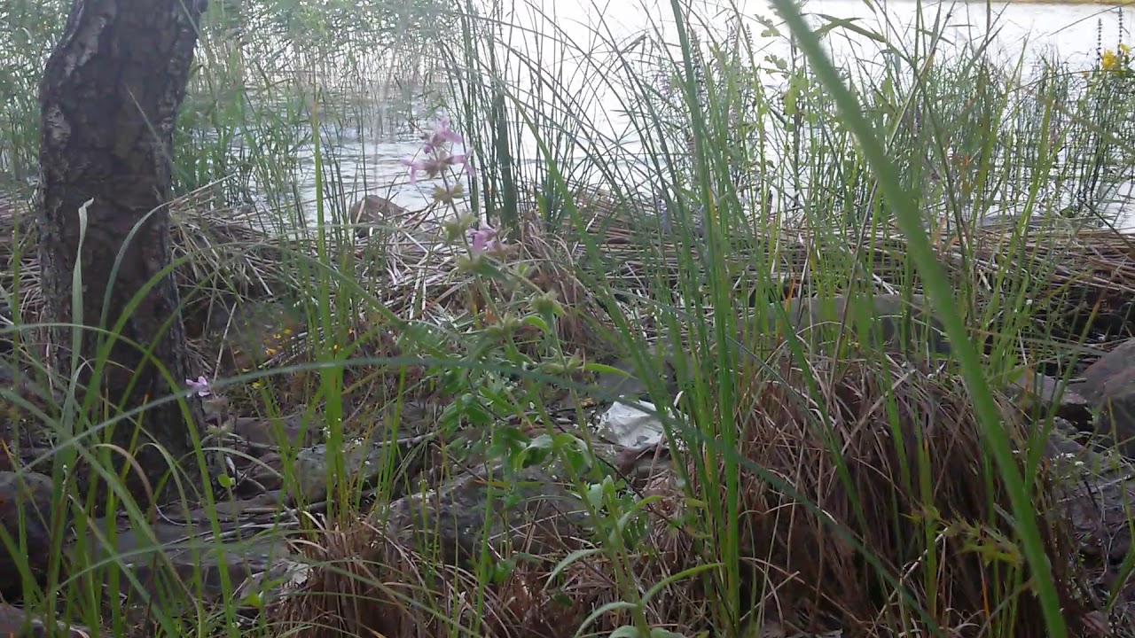 Берега островов Ладожского озера. - YouTube