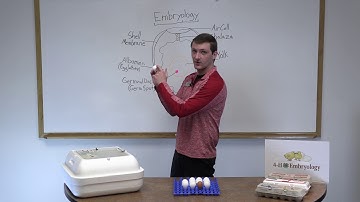 4-H Embryology Initial Classroom Presentation