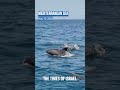 Bottlenose dolphins accompany research vessels during Israel Nature and Parks Authority survey