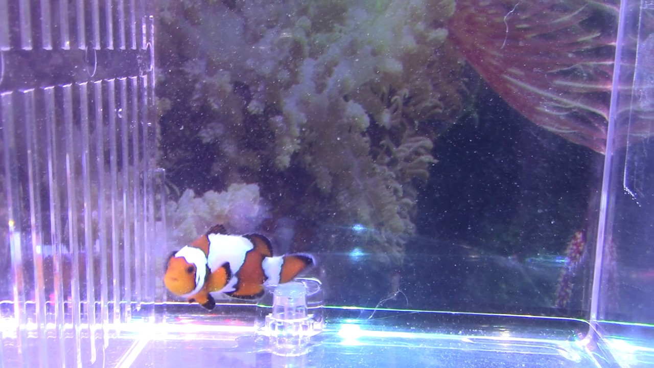 camera iphone 8 plus apk Blacker Ice Clownfish (BLKICM03) ~ Clownfish Hatchery