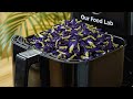 Learn how to dry Butterfly Pea flowers in just 15 minutes using your air fryer!