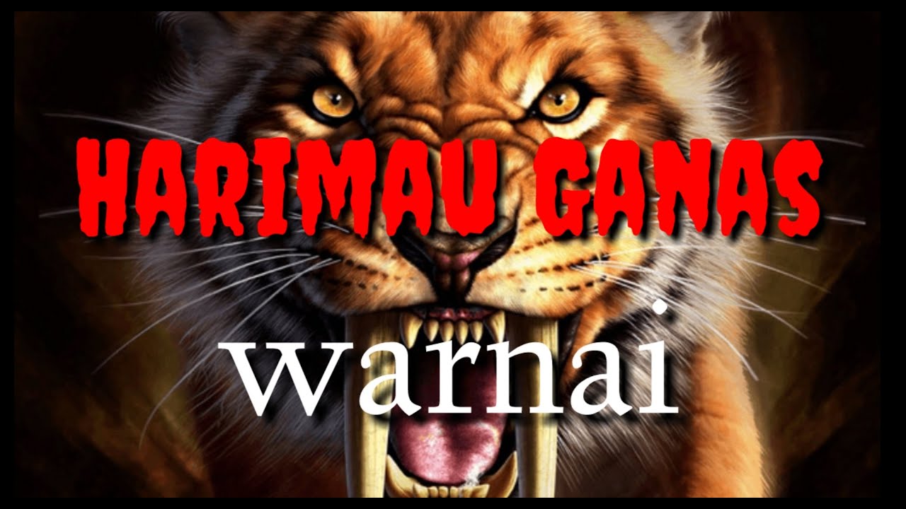 Mewarnai Gambar Harimau Ganas Hd Waw Banget Mantul Youtube
