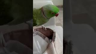 #foryou#birds#parrot#birdwatching#cute#funny#birdlovers#shorts#video#fyp#2k#1k#cutebirds#4k#100k#fun