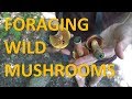 Foraging Wild Mushrooms | Oysters | Boletes | Suillus | Chantarelle |