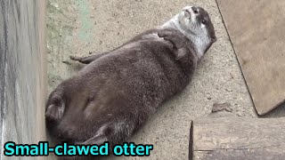 コツメカワウソのモグモグタイム Cute smallclawed otter family feed time #216【Cute animal videos】【智光山公園こども動物園】