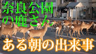 奈良の鹿さん達 近鉄奈良駅まで大移動 【奈良のシカ】