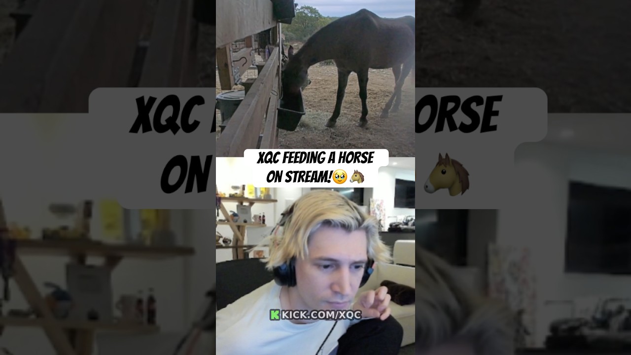 Xqc Feeding A Horse On Stream!🥹🐴 