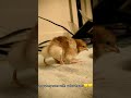 My Butt Cheeks Jiggle When I Fart Fyp 