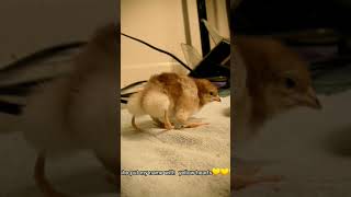 My butt cheeks jiggle when I fart🎼🎼🎵🎶 #fyp