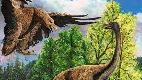 The Most Amazing Eagle Attacks Ever Caught on Camera videos
