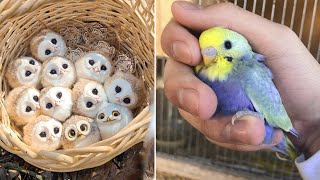 Smart And Funny Parrots Parrot Talking Videos Compilation (2023) - Cute Birds #27