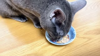 Cat eating dried bonito flakes | Lucky Korat Cat