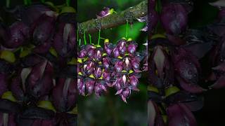 How Ancient China Turned Wild Flowers Into a Mountain Feast ?