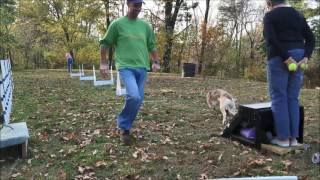 102616 backyard flyball