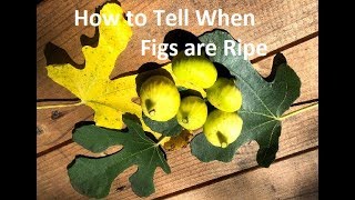 How to tell When Figs are Ripe | When to Pick your Ripe Figs | When a Fig Is Ripe and Ready to Pick