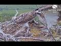 A frantically flapping fresh fish arrives protesting on Loch Arkaig Osprey Nest Two 20 Jun 2026